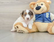 9 week old Mini Aussiedoodle Puppy For Sale - Lone Star Pups