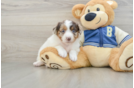 Mini Aussiedoodle Pup Being Cute
