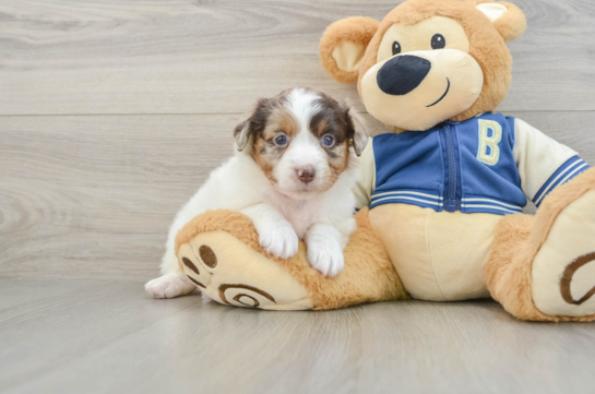 Mini Aussiedoodle Pup Being Cute