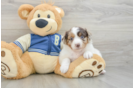 Happy Mini Aussiedoodle Baby