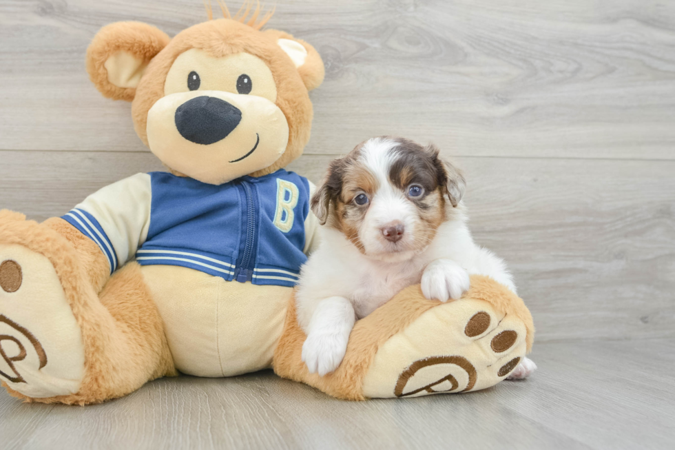 Happy Mini Aussiedoodle Baby