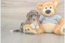 Mini Aussiedoodle Puppy for Adoption