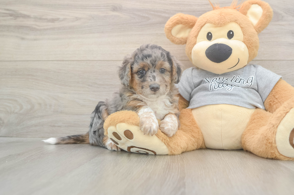 5 week old Mini Aussiedoodle Puppy For Sale - Lone Star Pups