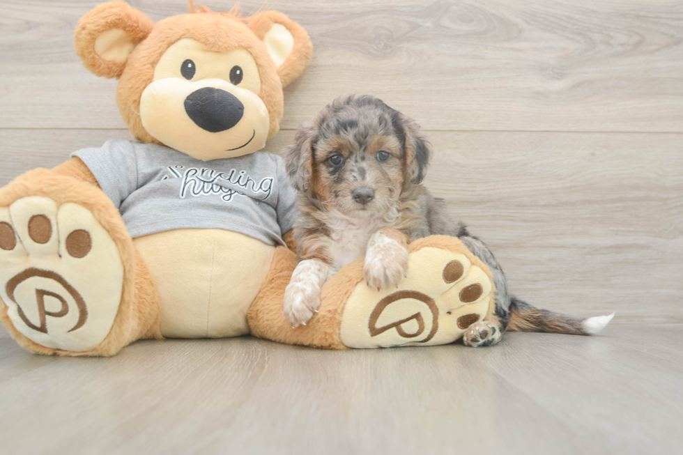 Little Mini Aussiepoo Poodle Mix Puppy