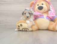 8 week old Mini Aussiedoodle Puppy For Sale - Lone Star Pups