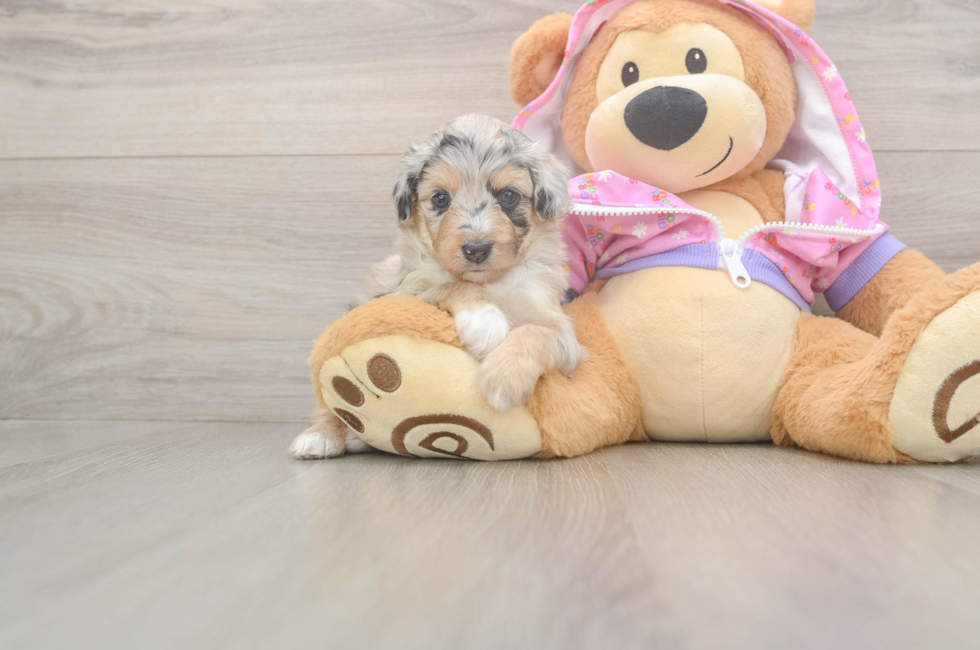 8 week old Mini Aussiedoodle Puppy For Sale - Lone Star Pups