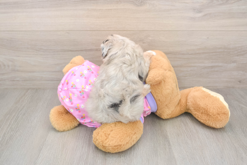 Funny Mini Aussiedoodle Poodle Mix Pup