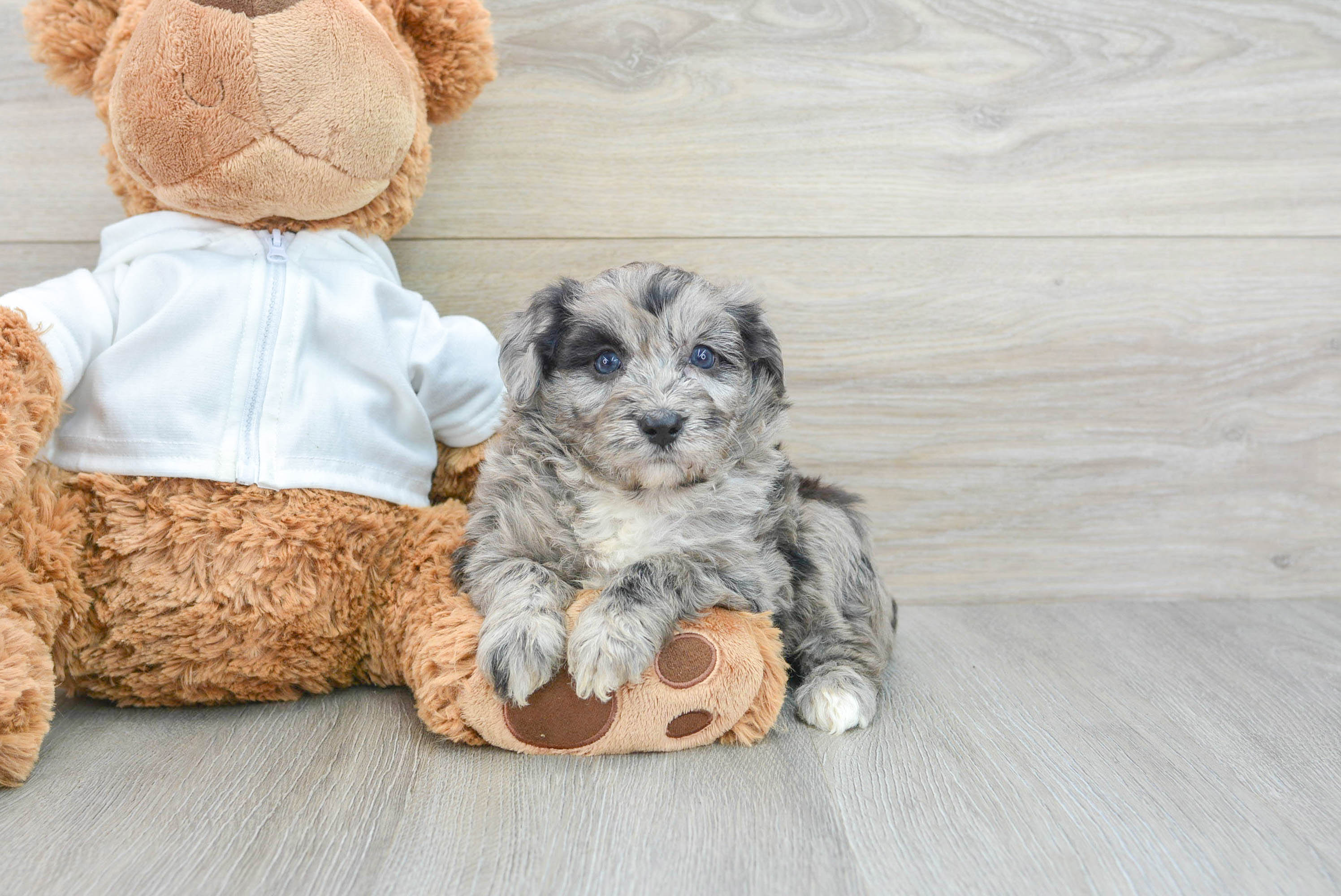 Best Mini Aussiedoodle Baby