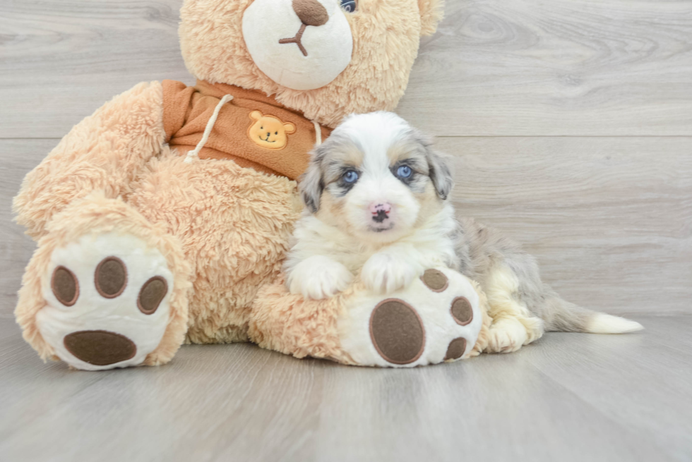 Best Mini Aussiedoodle Baby