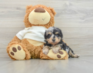 8 week old Mini Aussiedoodle Puppy For Sale - Lone Star Pups