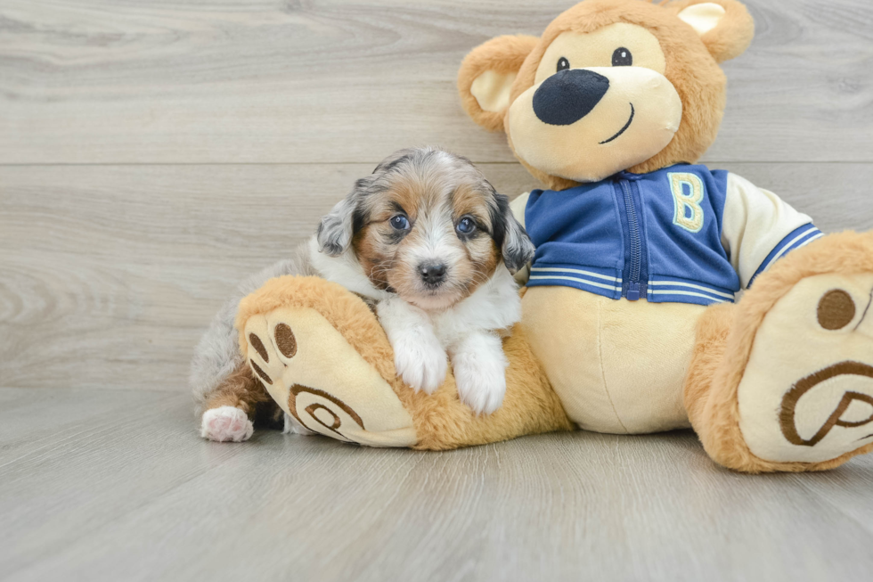 Mini Aussiedoodle Puppy for Adoption