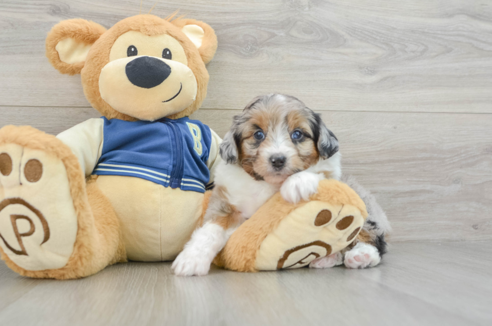 6 week old Mini Aussiedoodle Puppy For Sale - Lone Star Pups