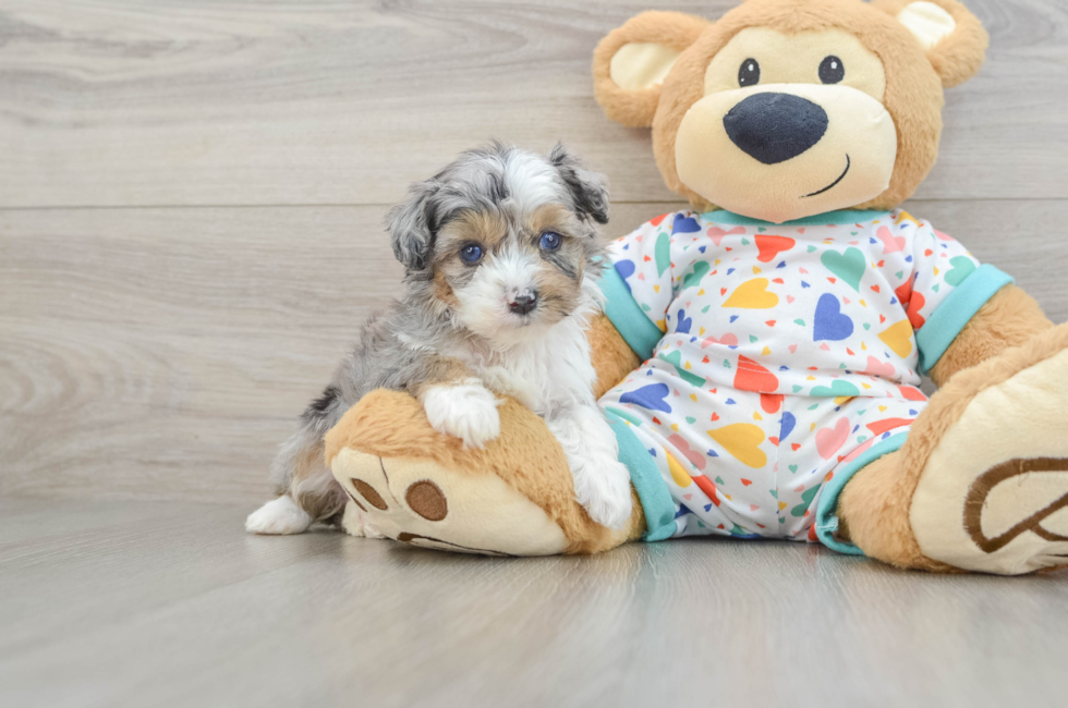 5 week old Mini Aussiedoodle Puppy For Sale - Lone Star Pups