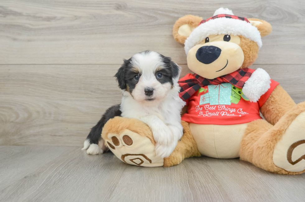 6 week old Mini Aussiedoodle Puppy For Sale - Lone Star Pups