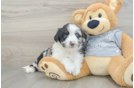 Mini Aussiedoodle Pup Being Cute