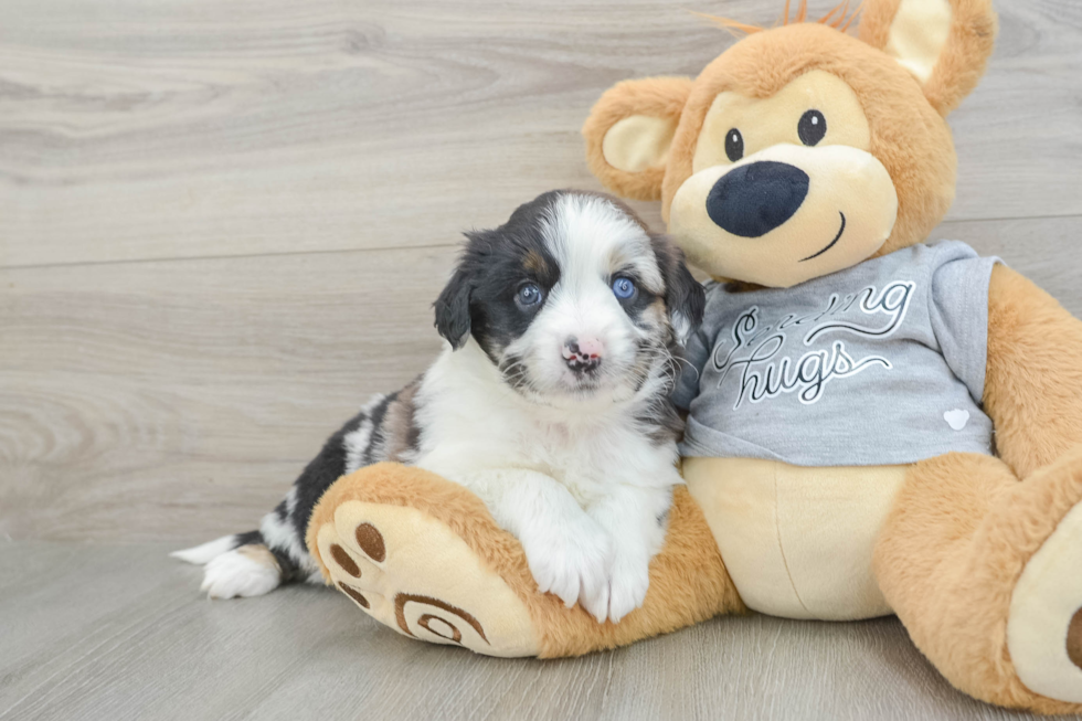 Mini Aussiedoodle Pup Being Cute