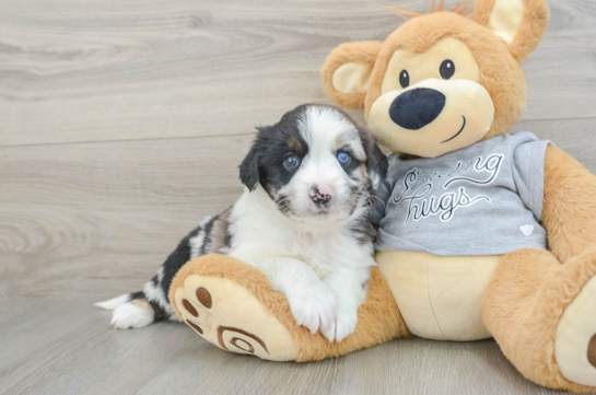 Mini Aussiedoodle Pup Being Cute