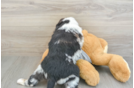 Mini Aussiedoodle Pup Being Cute