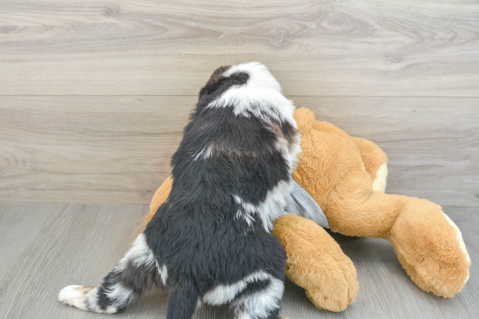 Mini Aussiedoodle Pup Being Cute