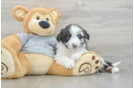 Smart Mini Aussiedoodle Poodle Mix Pup