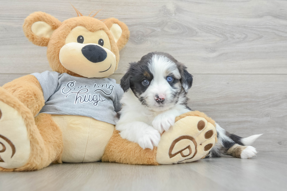 Smart Mini Aussiedoodle Poodle Mix Pup