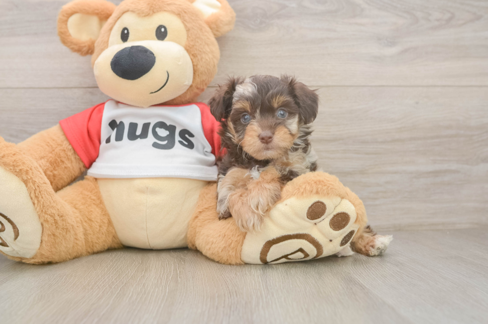 5 week old Mini Aussiedoodle Puppy For Sale - Lone Star Pups