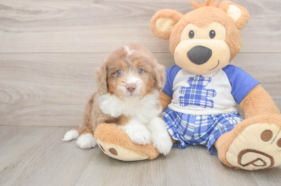 6 week old Mini Aussiedoodle Puppy For Sale - Lone Star Pups