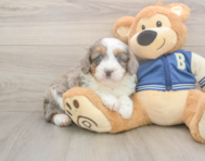 8 week old Mini Aussiedoodle Puppy For Sale - Lone Star Pups