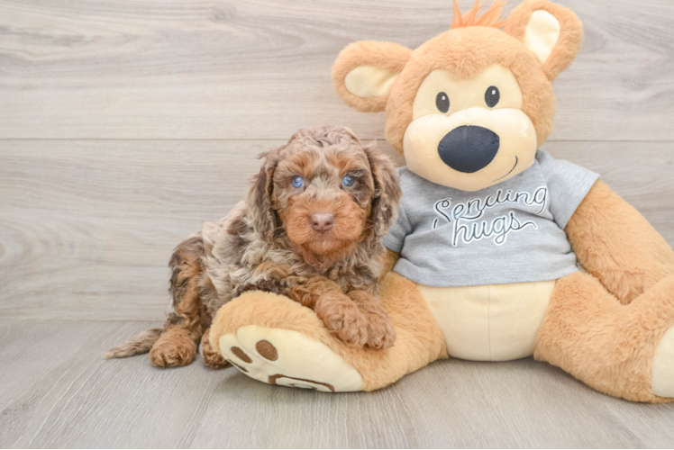 Friendly Mini Aussiedoodle Baby