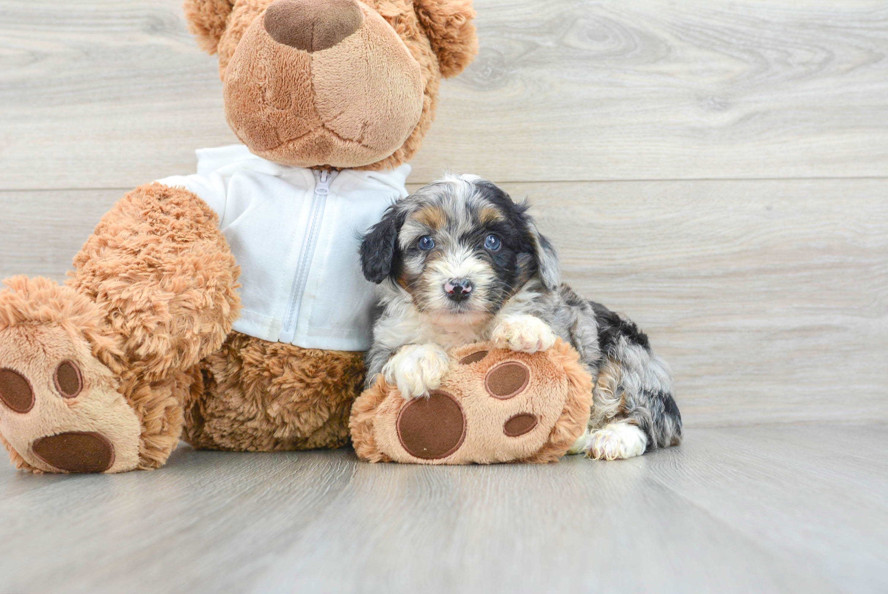Mini Aussiedoodle Puppy for Adoption