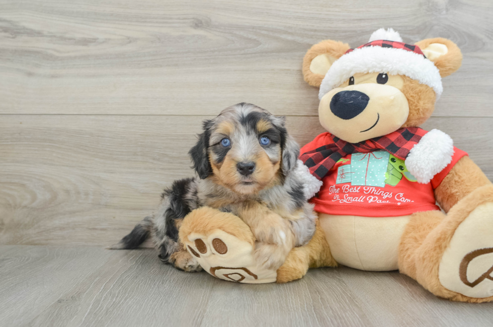 6 week old Mini Aussiedoodle Puppy For Sale - Lone Star Pups