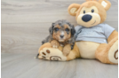 Popular Mini Aussiedoodle Poodle Mix Pup