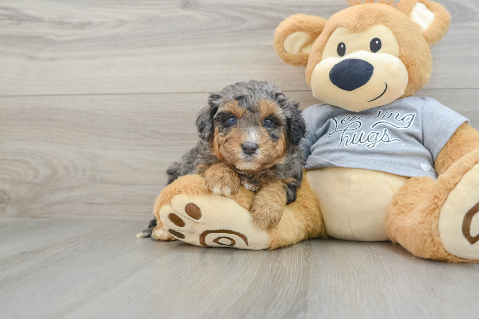 Popular Mini Aussiedoodle Poodle Mix Pup