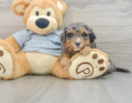 8 week old Mini Aussiedoodle Puppy For Sale - Lone Star Pups