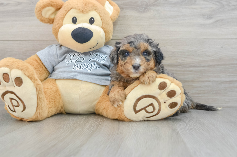 5 week old Mini Aussiedoodle Puppy For Sale - Lone Star Pups