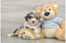 Cute Mini Aussiedoodle Baby