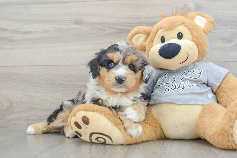 Cute Mini Aussiedoodle Baby