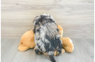 Mini Aussiedoodle Puppy for Adoption