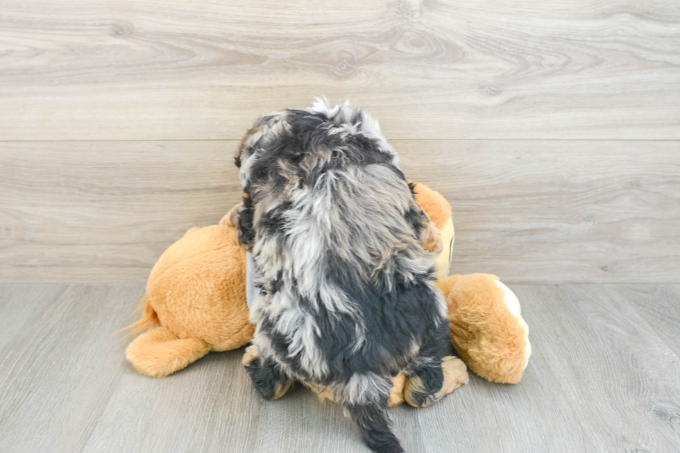 Mini Aussiedoodle Puppy for Adoption