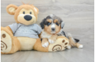 Adorable Mini Australian Shepherd X Poodle Mix Poodle Mix Puppy