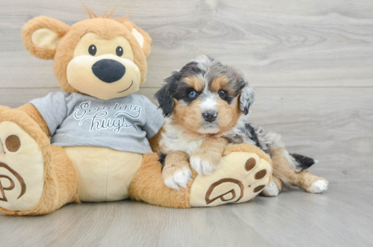 Adorable Mini Australian Shepherd X Poodle Mix Poodle Mix Puppy