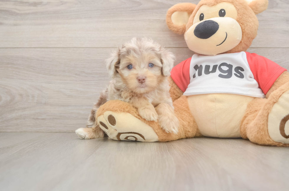 5 week old Mini Aussiedoodle Puppy For Sale - Lone Star Pups