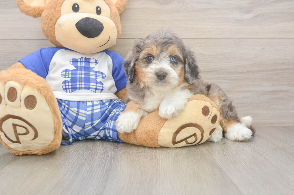 6 week old Mini Aussiedoodle Puppy For Sale - Lone Star Pups