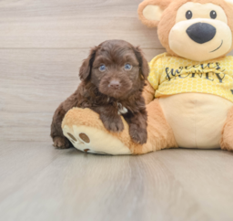 6 week old Mini Aussiedoodle Puppy For Sale - Lone Star Pups