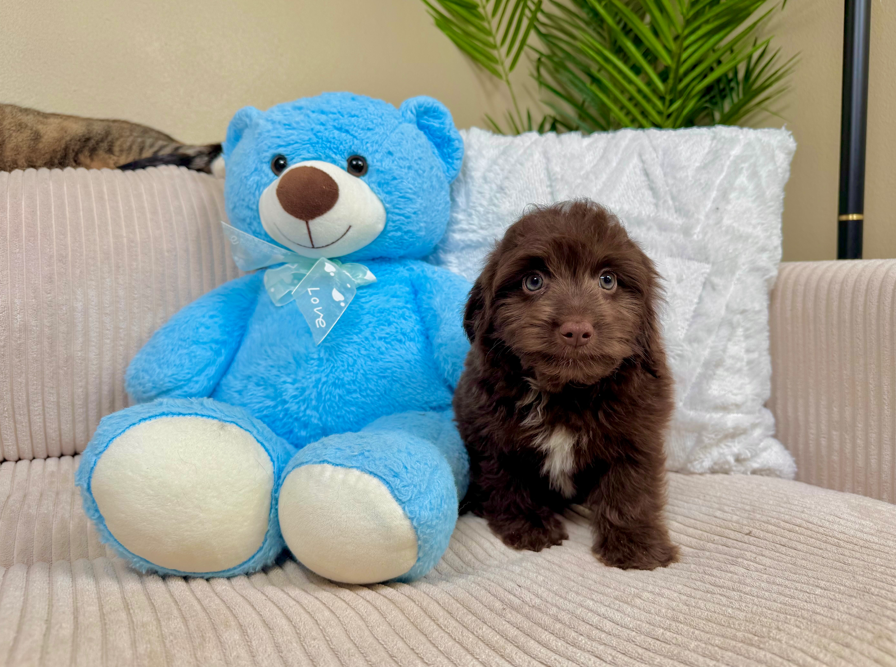 Cute Mini Aussiedoodle Baby