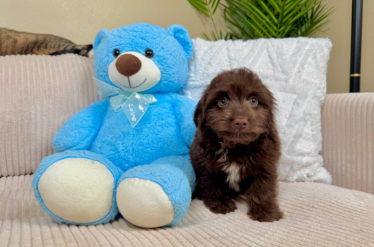 Cute Mini Aussiedoodle Baby