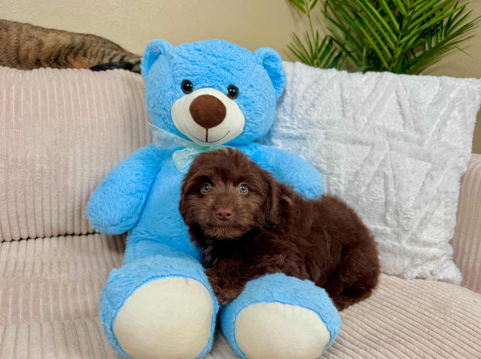 Cute Mini Aussiedoodle Poodle Mix Pup
