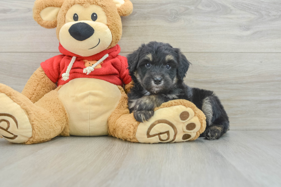 Mini Aussiedoodle Pup Being Cute