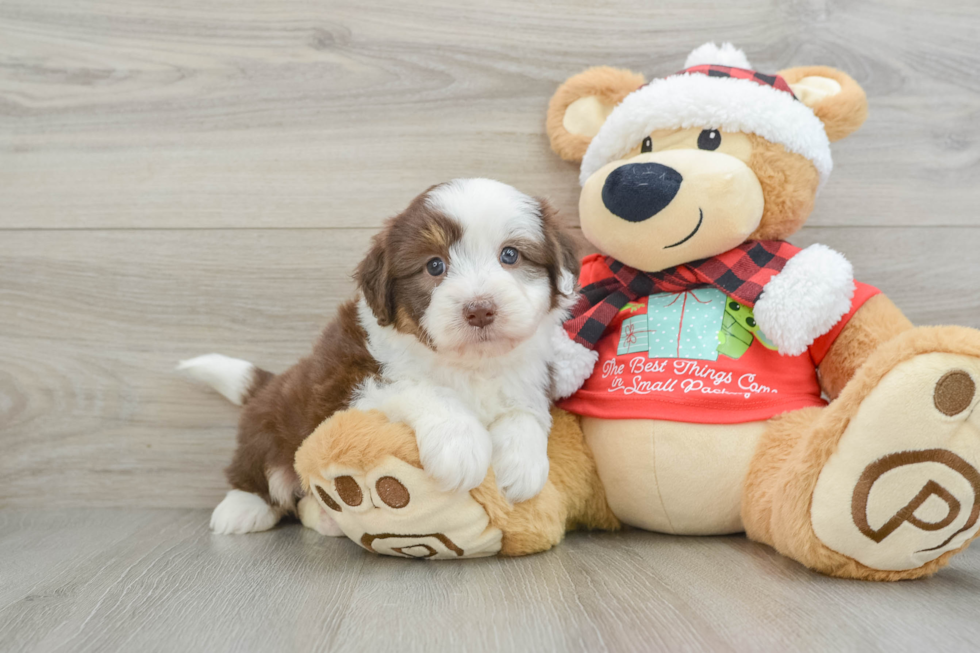 Mini Aussiedoodle Puppy for Adoption