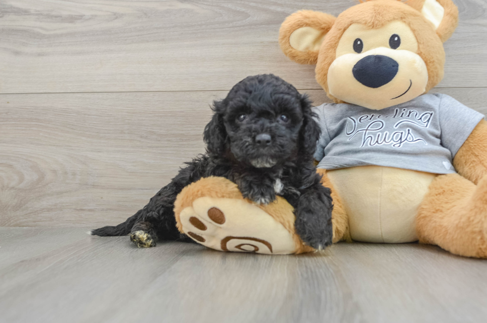 5 week old Mini Aussiedoodle Puppy For Sale - Lone Star Pups